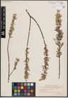 Foto von Salix eleagnos Scop. x Salix repens L.